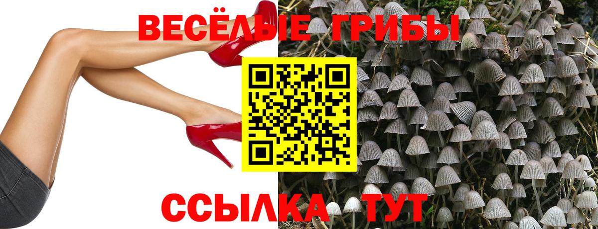 Галлюциногенные грибы Psilocybe Нижнекамск